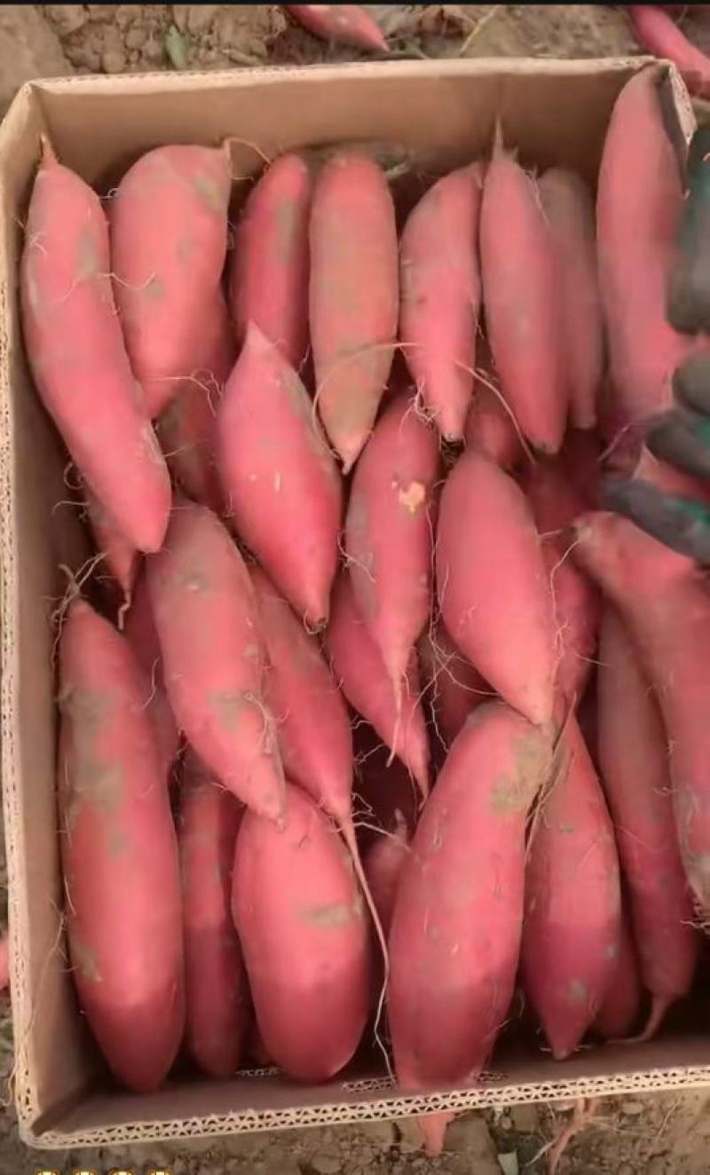 唐山烟薯25中果