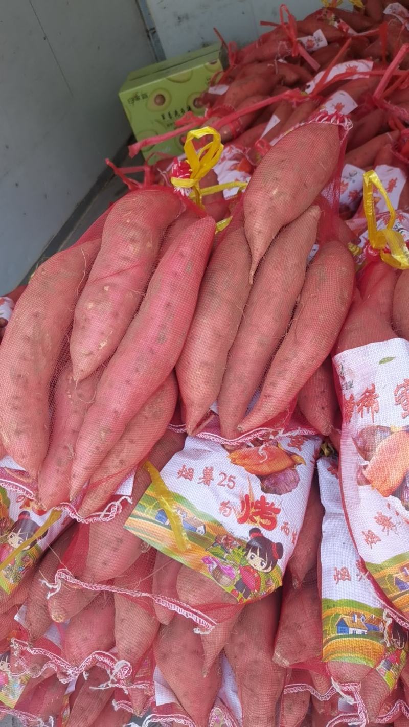 唐山烟薯25中果