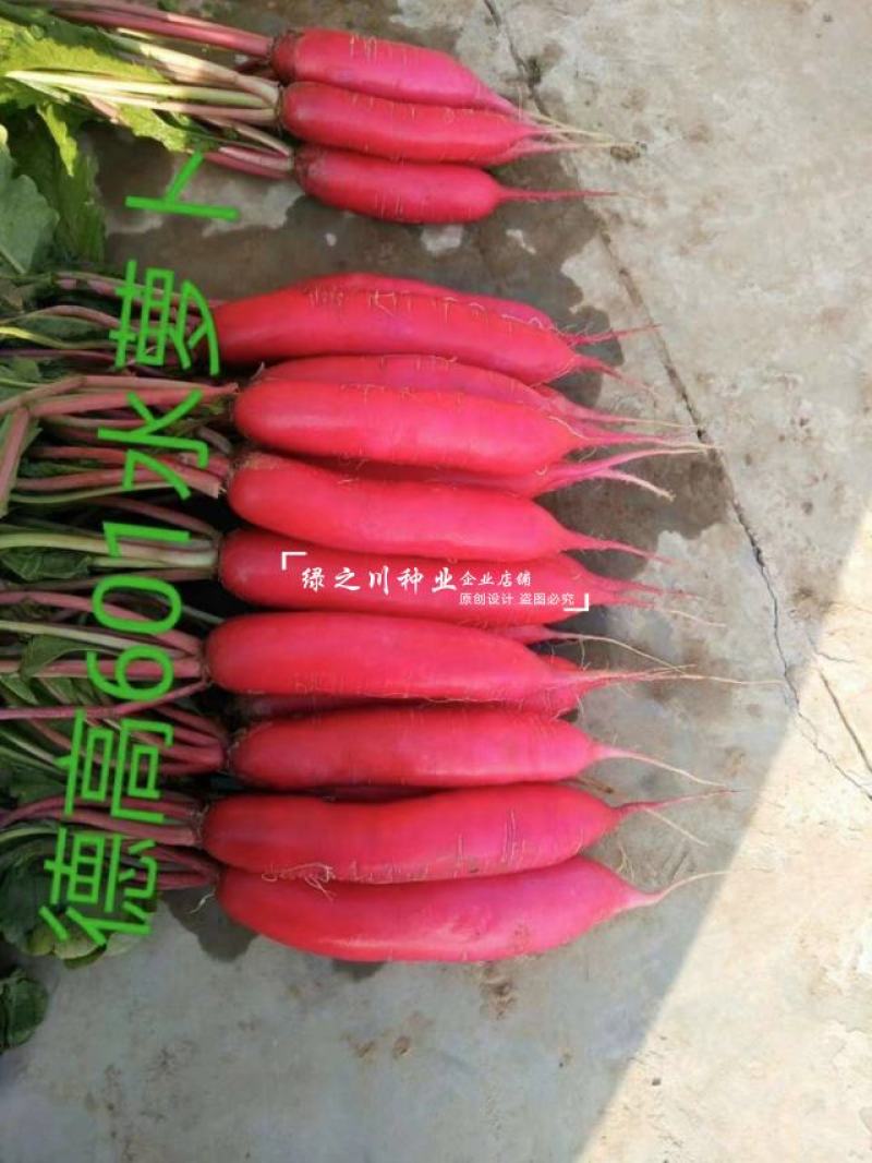 德高601水萝卜种子微甜无辣味水分足基地推荐红皮萝卜种子