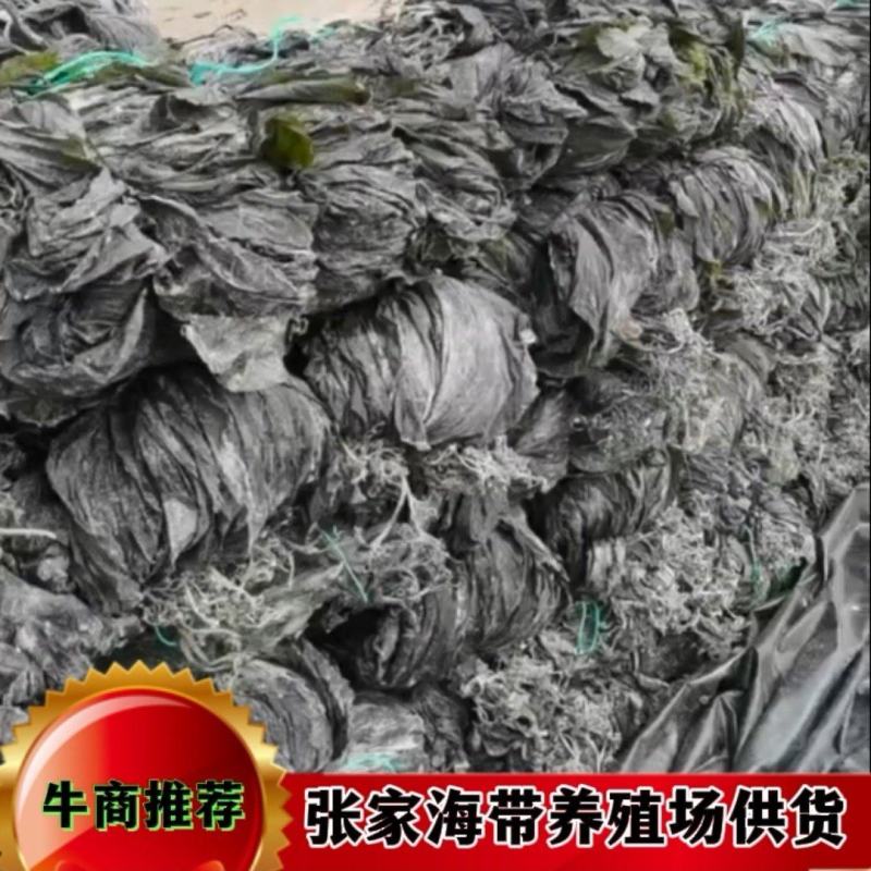 山东海带福建干海带挂菜半挂菜海带皮海带干海带丝压缩海带丝