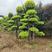 25公分造型金叶榆树形优美庭院绿化工程绿化