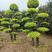 25公分造型金叶榆树形优美庭院绿化工程绿化