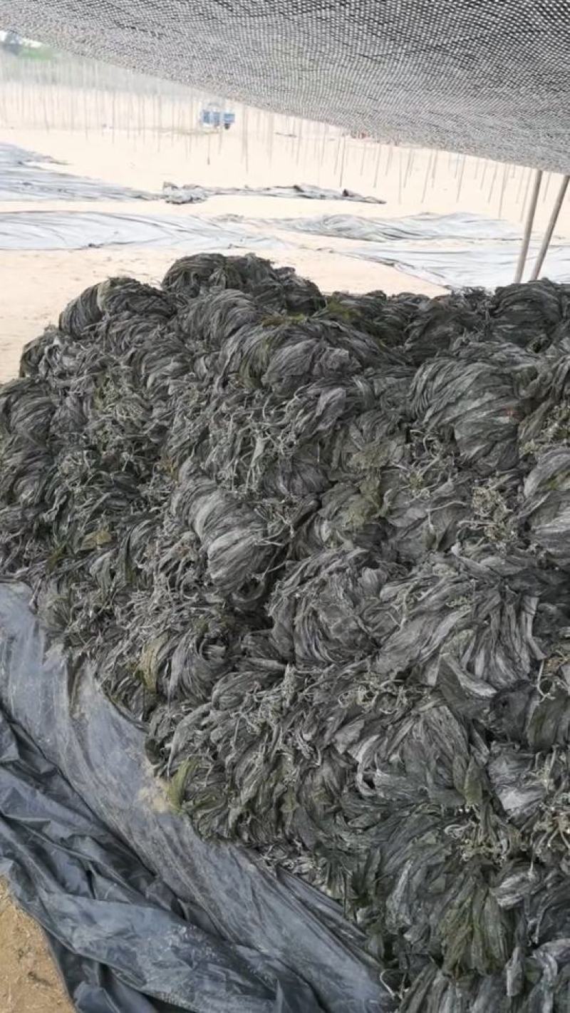 山东海带福建干海带挂菜半挂菜海带皮海带干海带丝压缩海带丝