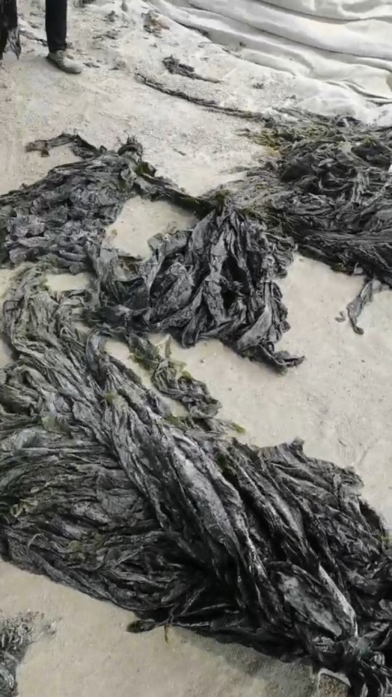 山东海带福建干海带挂菜半挂菜海带皮海带干海带丝压缩海带丝