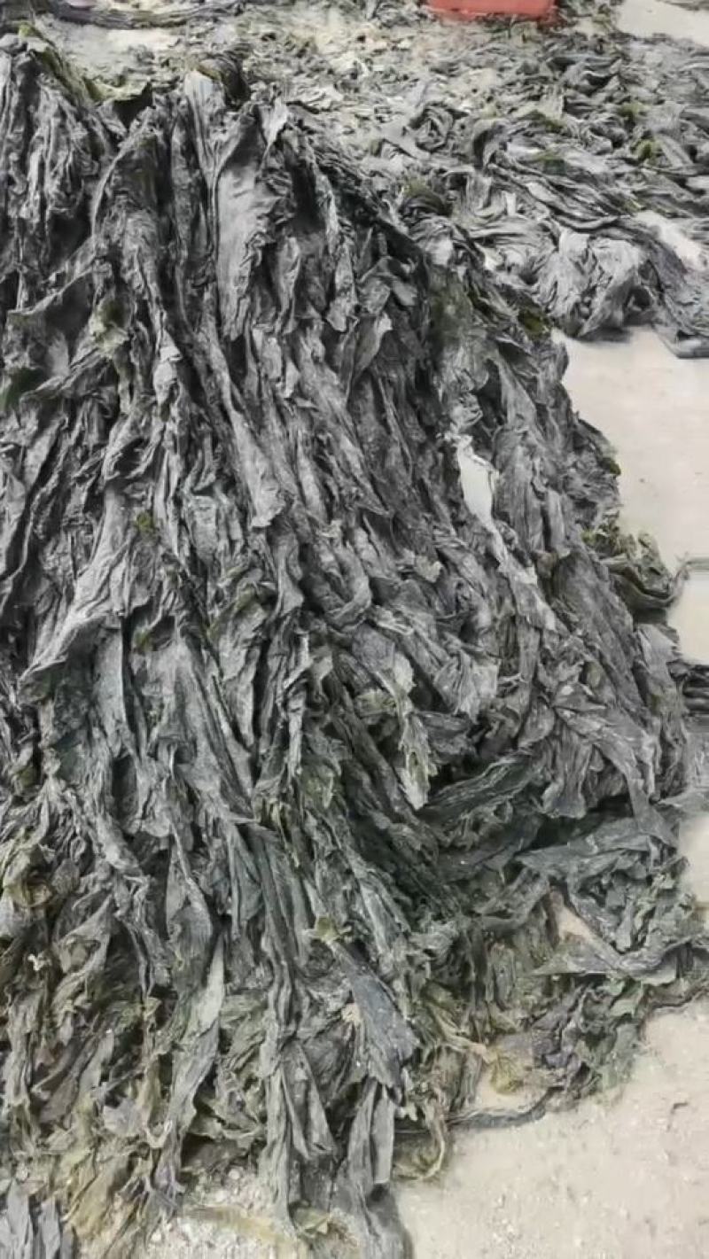 山东海带福建干海带挂菜半挂菜海带皮海带干海带丝压缩海带丝