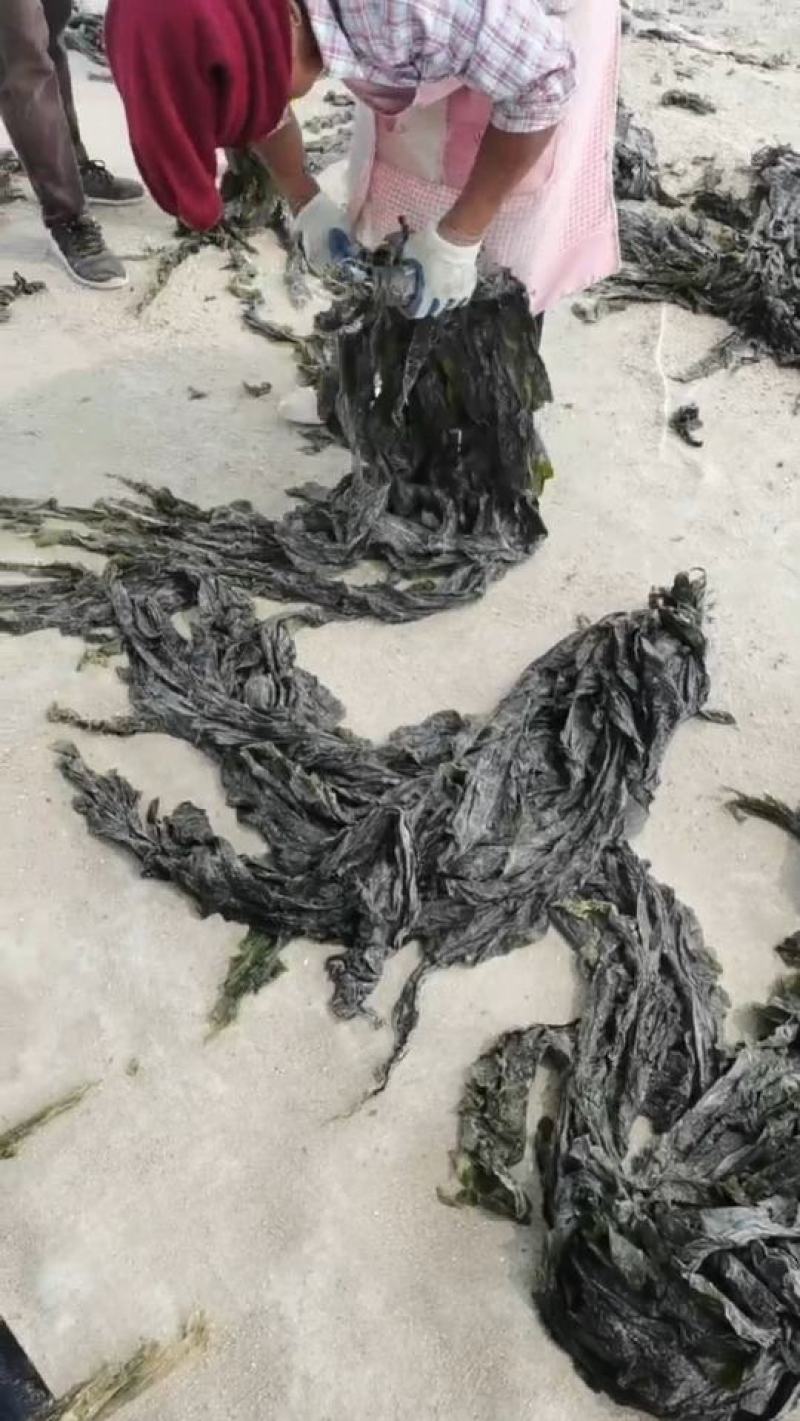 山东海带福建干海带挂菜半挂菜海带皮海带干海带丝压缩海带丝