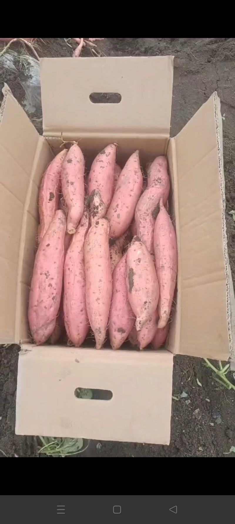 唐山烟薯可团购批发欢迎各位老板随时致电咨询洽