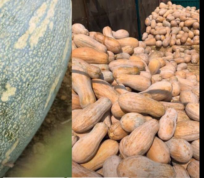 蜜本南瓜挑选技巧-外观判断