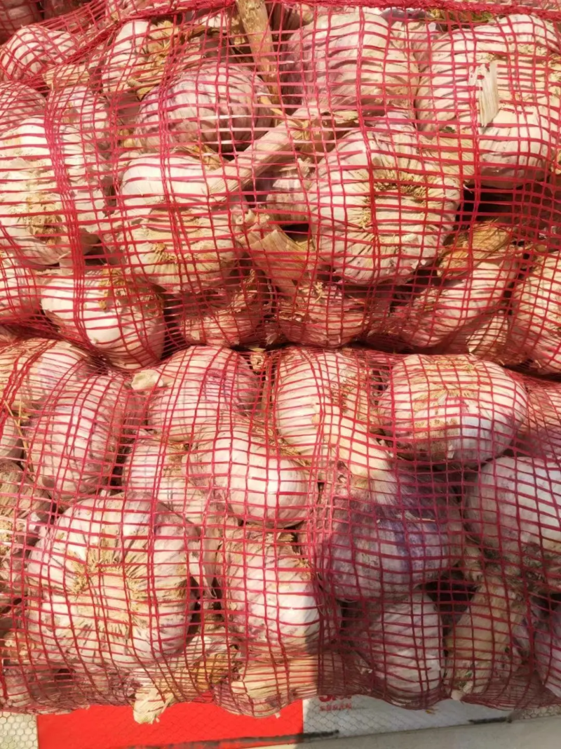 【太空蒜种子】金乡大蒜红蒜种子货源充足量大价格更低规格全