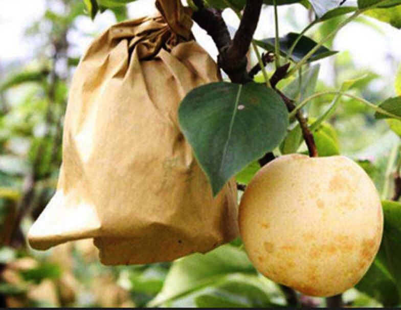 翠玉梨与翠冠梨对比图