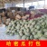 甘肃蜜瓜小蜜25哈蜜瓜，民勤蜜瓜现摘现发，供应全国市场
