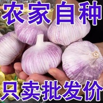 金乡大蒜紫皮蒜5~6瓣干蒜品质保障一手货源对接全国价格低