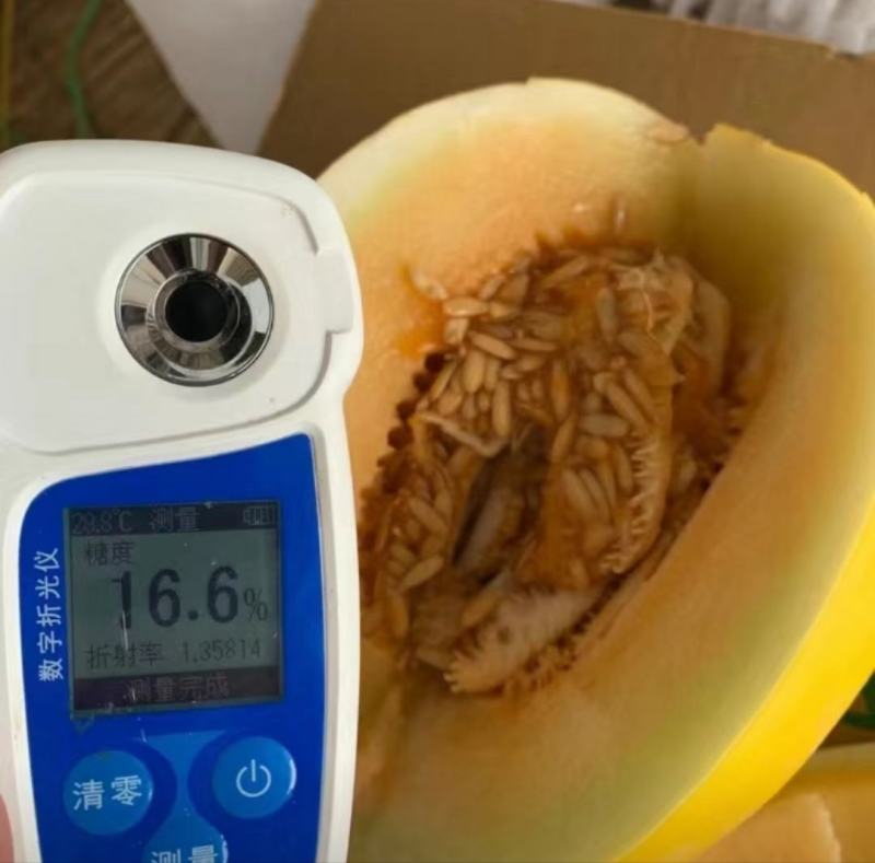 【推荐】金红宝，民勤蜜瓜，晓蜜25哈密瓜，可视频看货