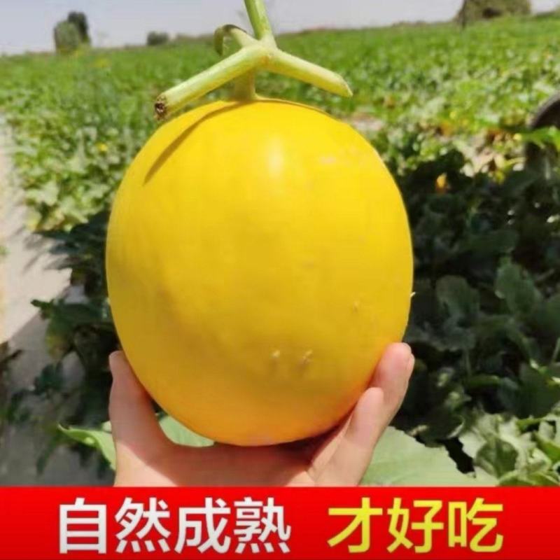 【推荐】金红宝，民勤蜜瓜，晓蜜25哈密瓜，可视频看货