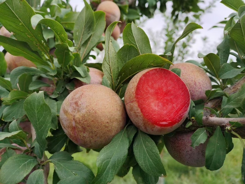 李子果实被李小食心虫蛀蚀