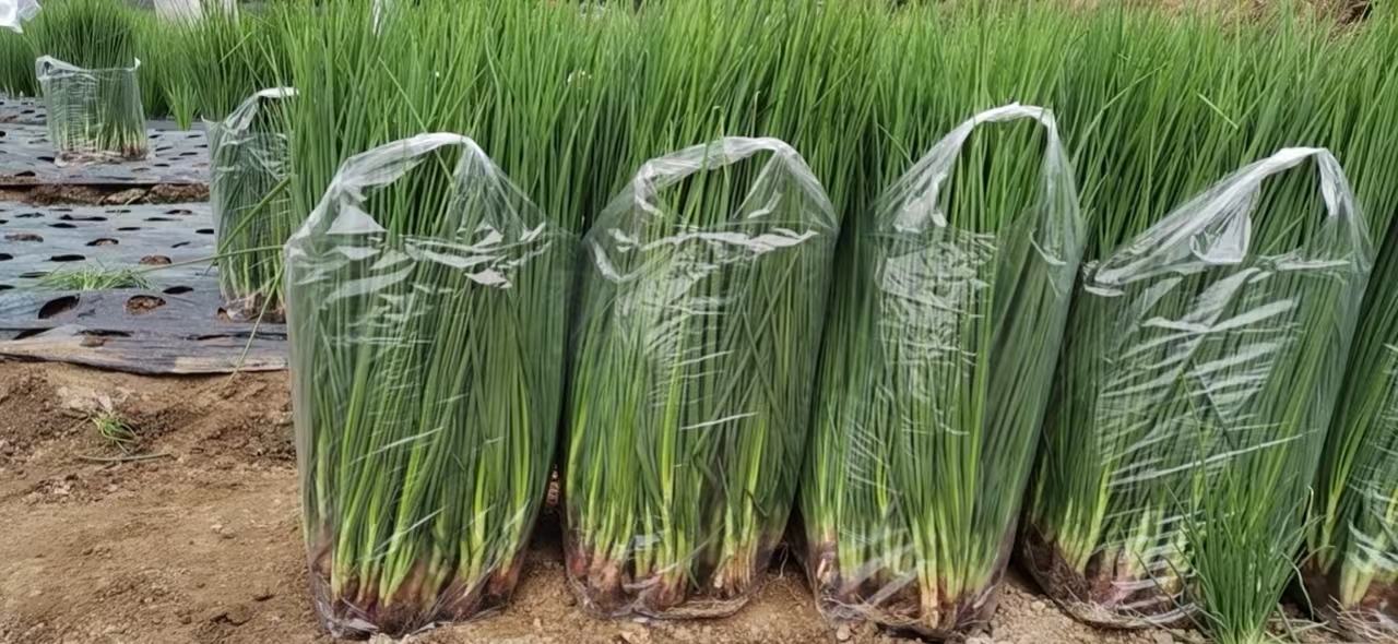 展示切开的大葱插入水中保鲜的场景,背景为厨房环境 大葱水泡保鲜法