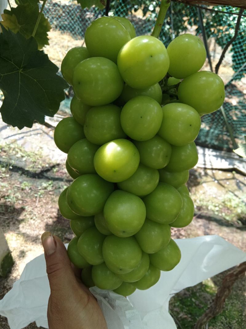 精品阳光