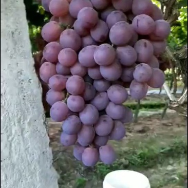 精品红提