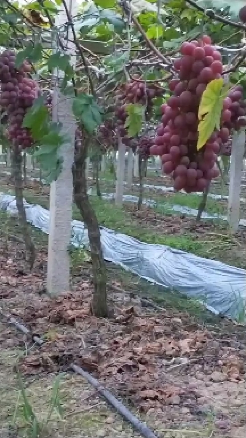 精品红提