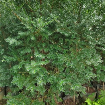 东北红豆杉70高
