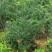 东北红豆杉70高