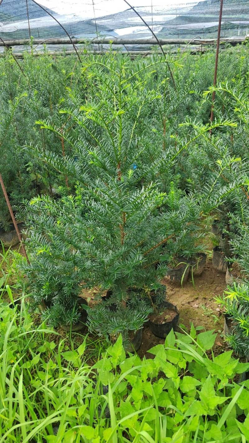 东北红豆杉70高