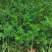 东北红豆杉70高