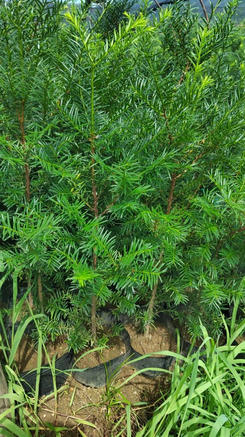 东北红豆杉70高