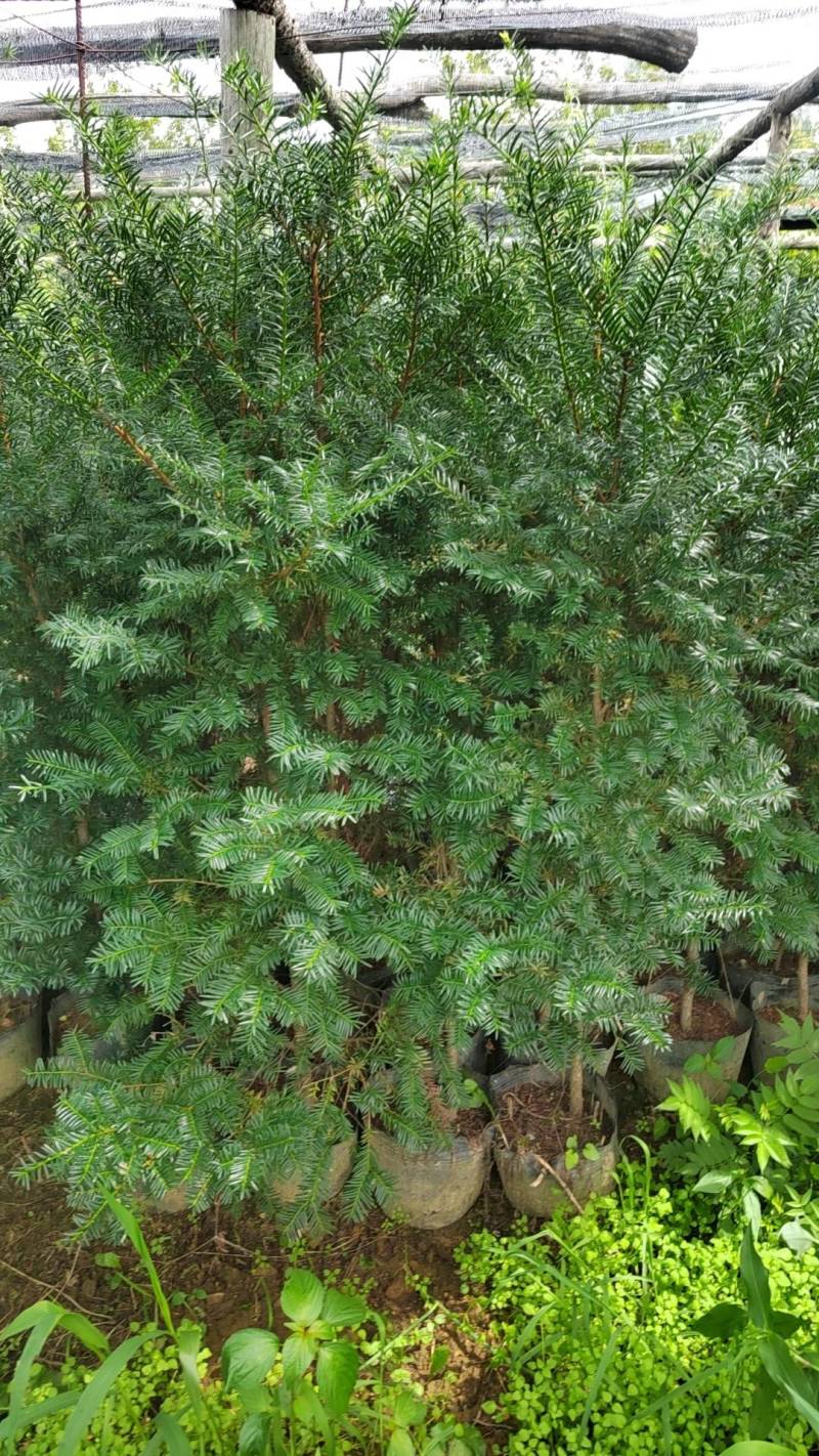 东北红豆杉70高