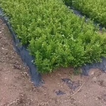 朝鲜黄杨绿篱苗30-40高