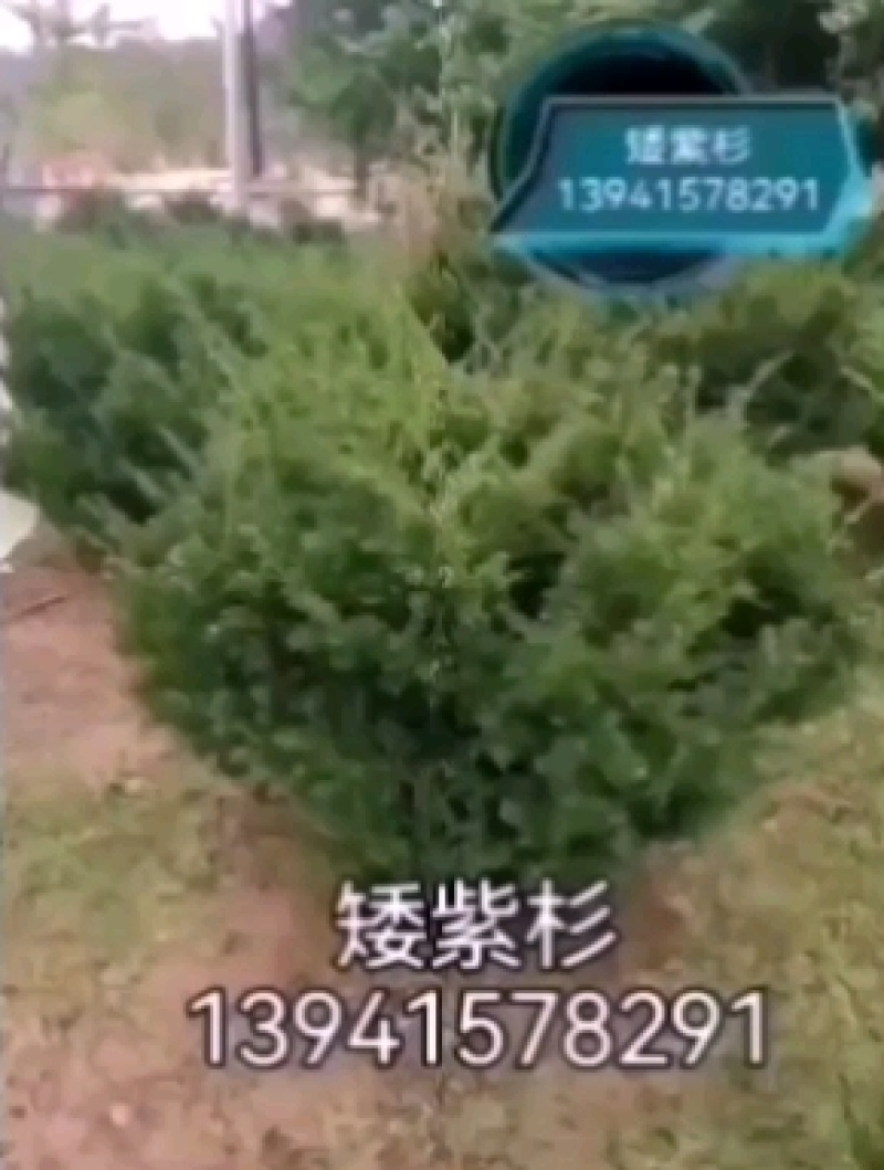 矮紫杉