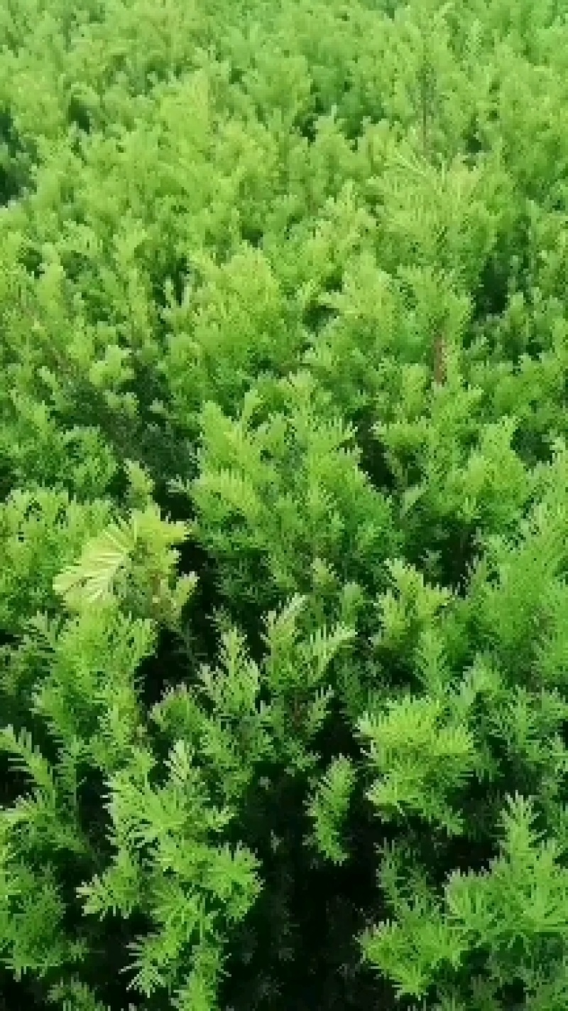 矮紫杉