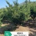 矮紫杉