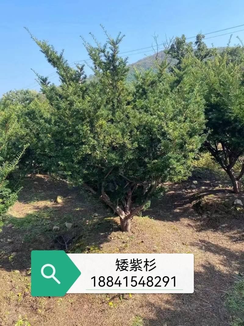 矮紫杉