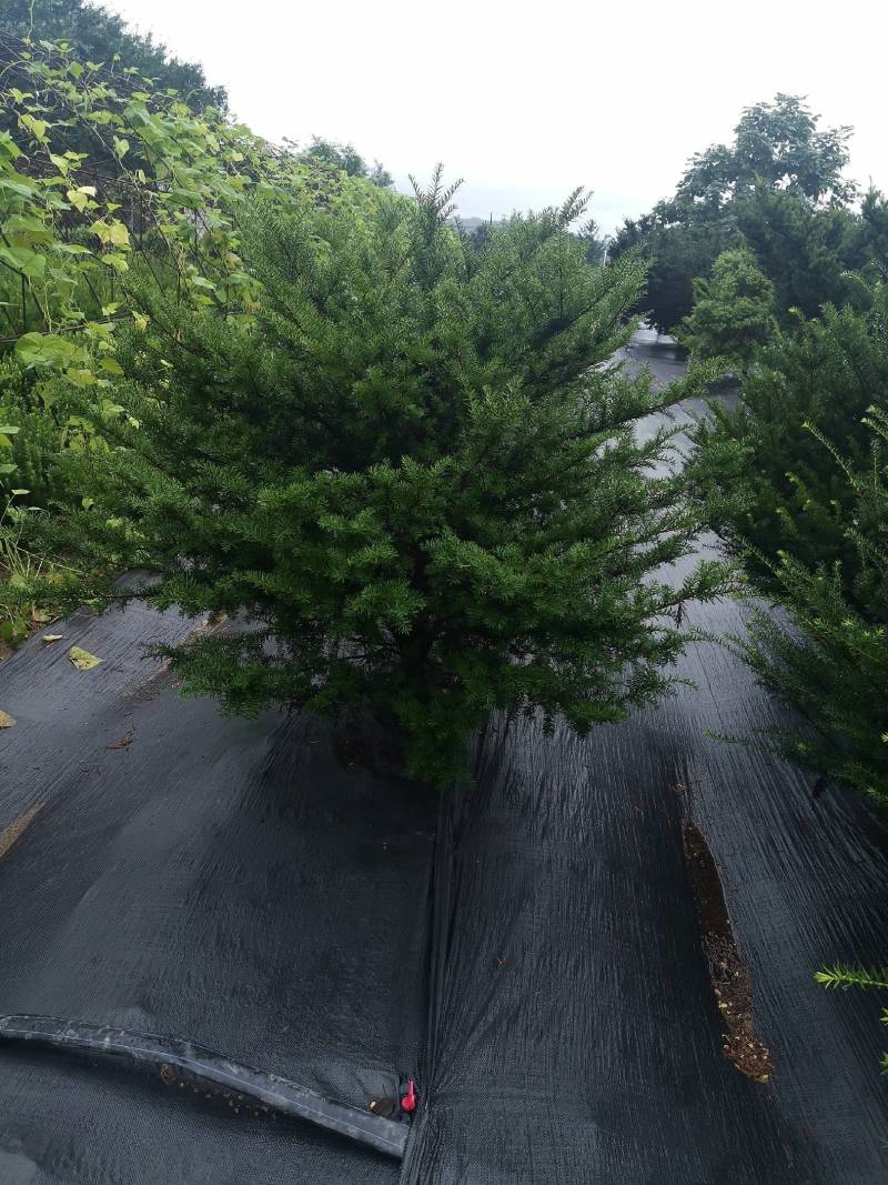 矮紫杉