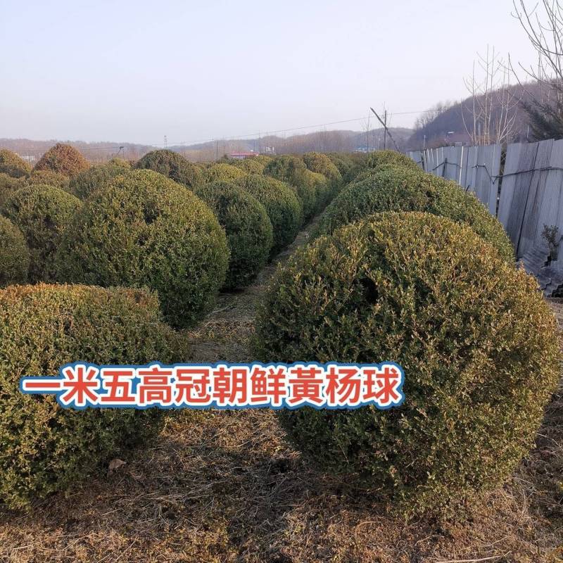 朝鲜黄杨球大量供应一手货源产的直供保质保量欢迎来电