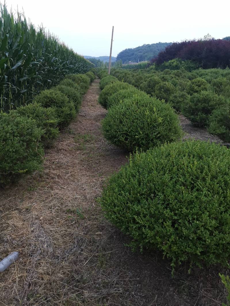 朝鲜黄杨球大量供应一手货源产的直供保质保量欢迎来电