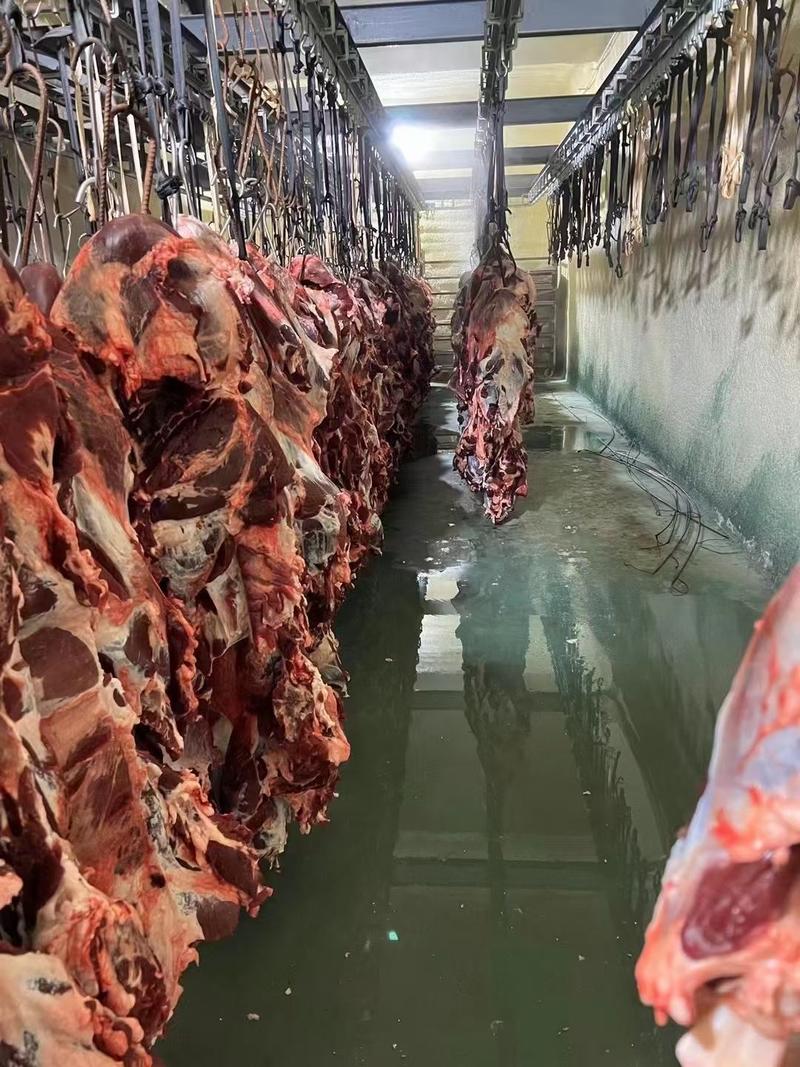 国产纯干冷鲜牛肉全牛肉后腿肉屠宰厂长期供应