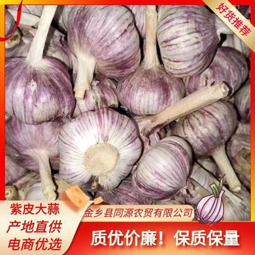 金乡大蒜，常年代购代销代加工紫红皮质量保证，代发全国。