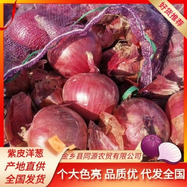 洋葱山东紫皮洋葱，黄皮圆葱个大色亮，量大从优代发全国