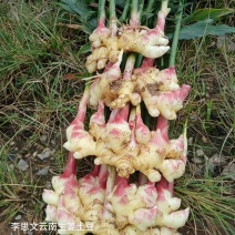 嫩芽姜姜仔电商货新鲜生姜市场货大量有货，每天都可以走车