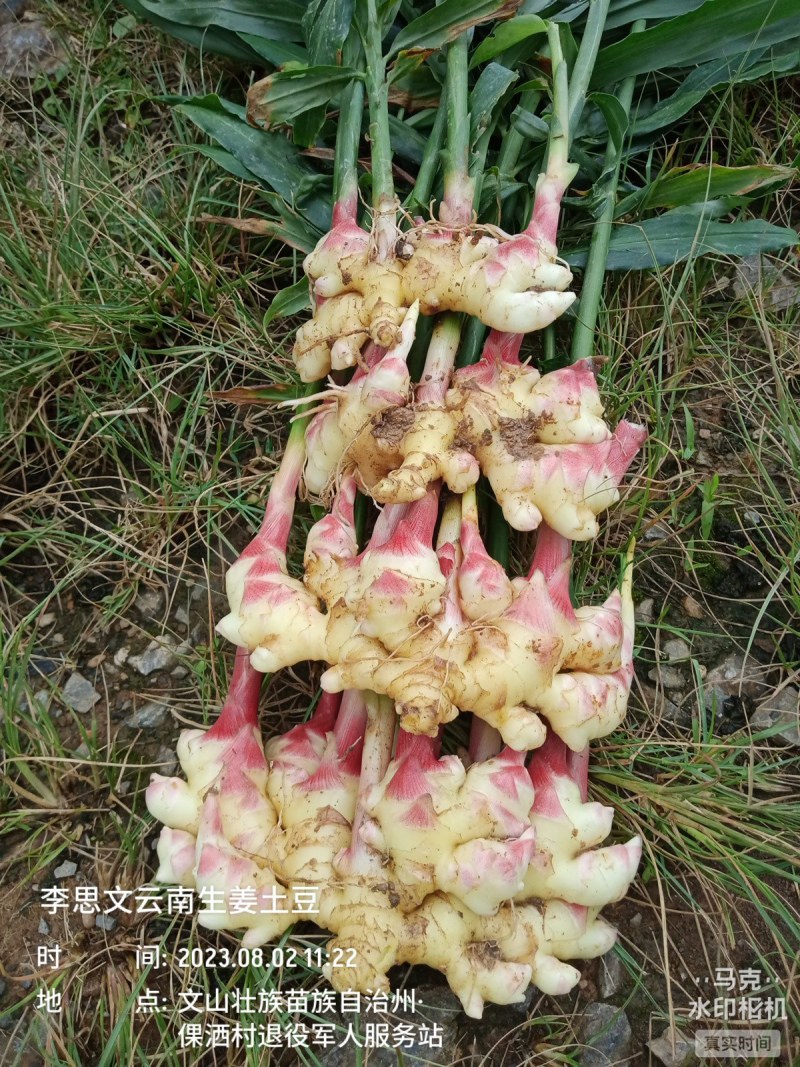 嫩芽姜姜仔电商货新鲜生姜市场货大量有货，每天都可以走车