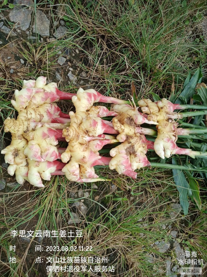 嫩芽姜姜仔电商货新鲜生姜市场货大量有货，每天都可以走车