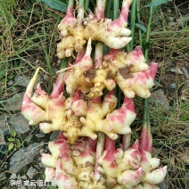 嫩芽姜，姜仔，新鲜生姜云南文山产地生姜上市了