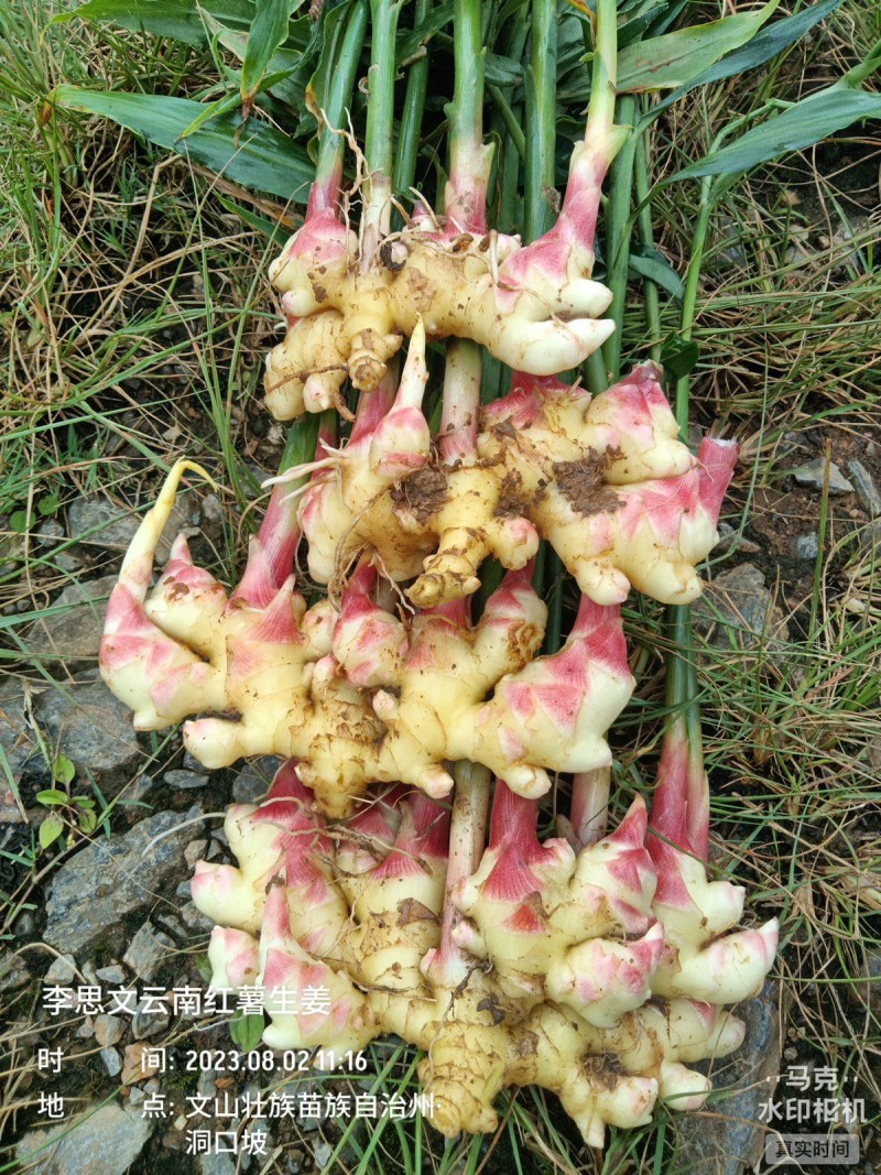 嫩芽姜，姜仔，新鲜生姜云南文山产地生姜上市了