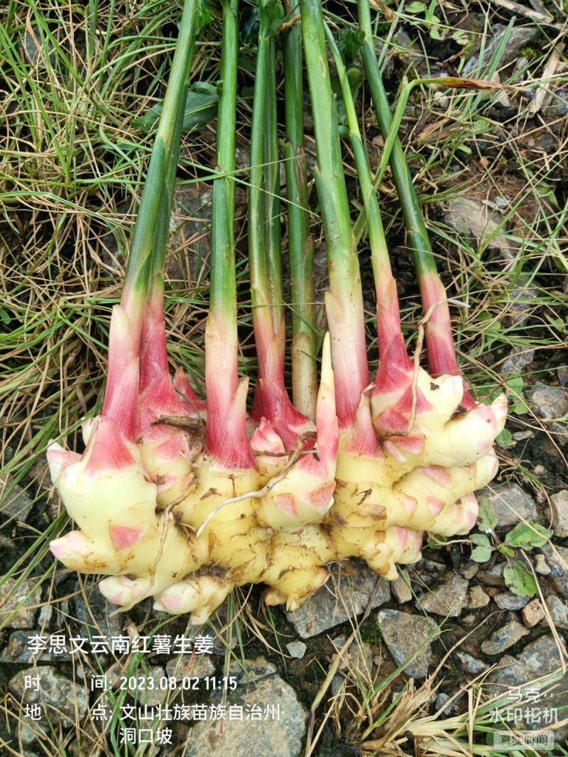 嫩芽姜，姜仔，新鲜生姜云南文山产地生姜上市了