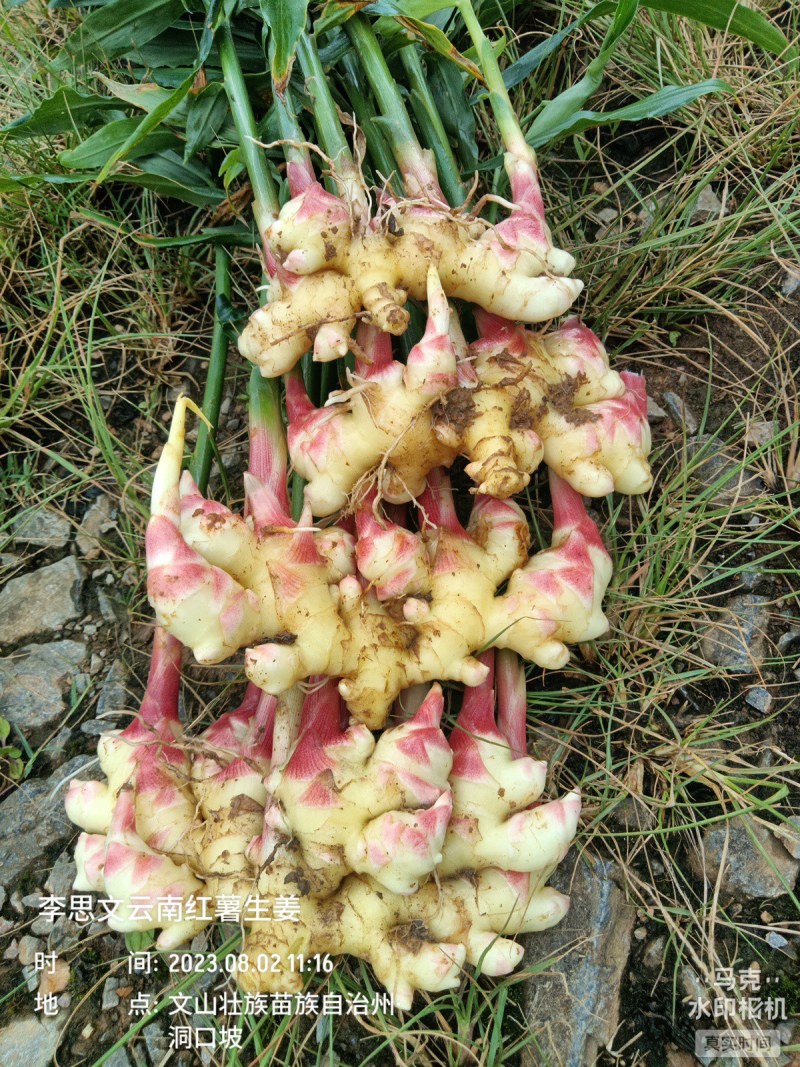 嫩芽姜，姜仔，新鲜生姜云南文山产地生姜上市了