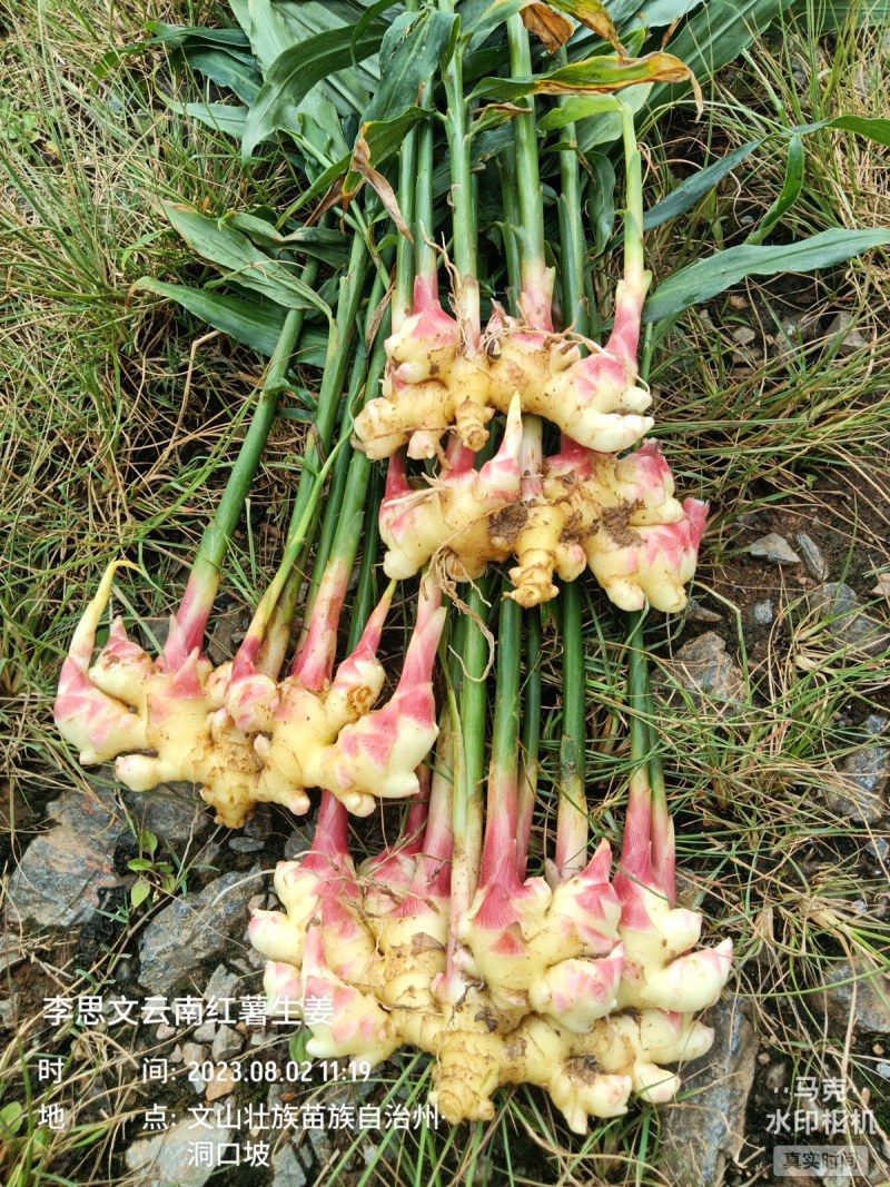 嫩芽姜，姜仔，新鲜生姜云南文山产地生姜上市了