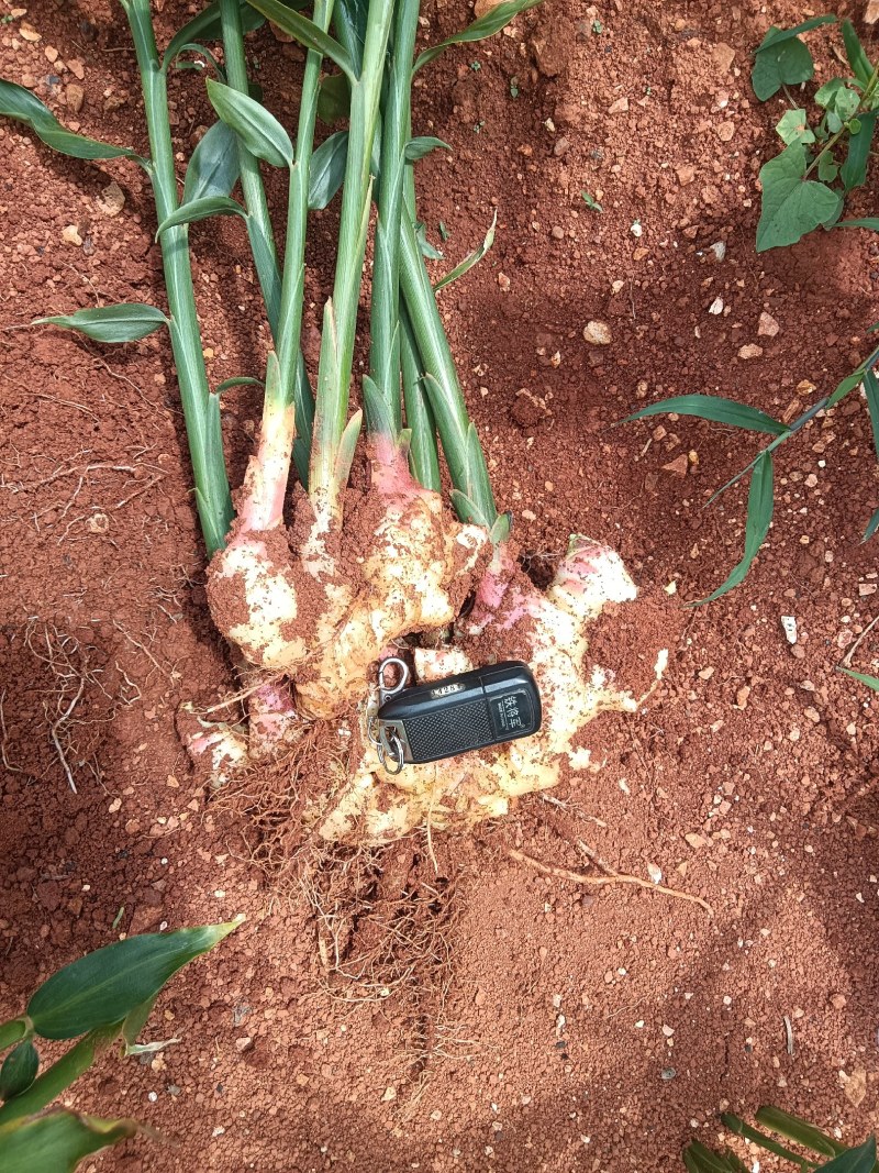 嫩芽姜，姜仔，新鲜生姜云南文山产地生姜上市了