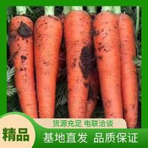 【推荐】福建胡萝卜大量上市，供应电商超市，各大批发市场